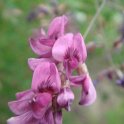 Lespedeza thunbergii fleur